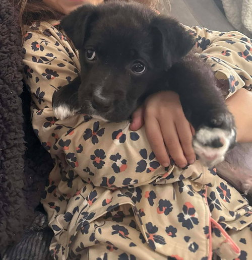 KALE - Unknown available for adoption