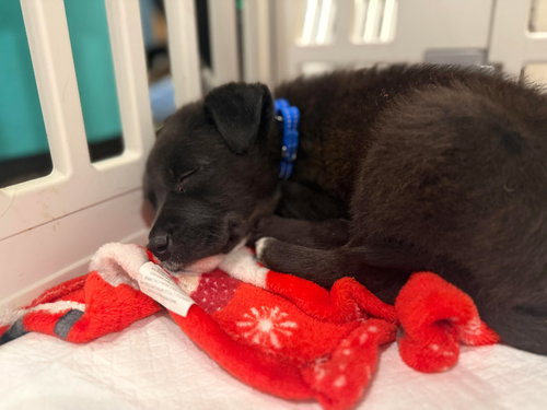 KALE - Unknown available for adoption