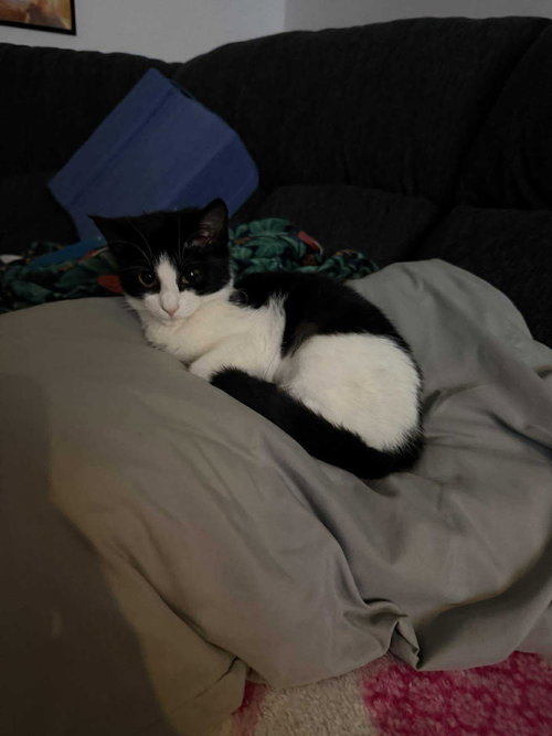 REBECCA - Domestic Short Hair available for adoption
