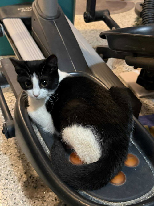 REBECCA - Domestic Short Hair available for adoption