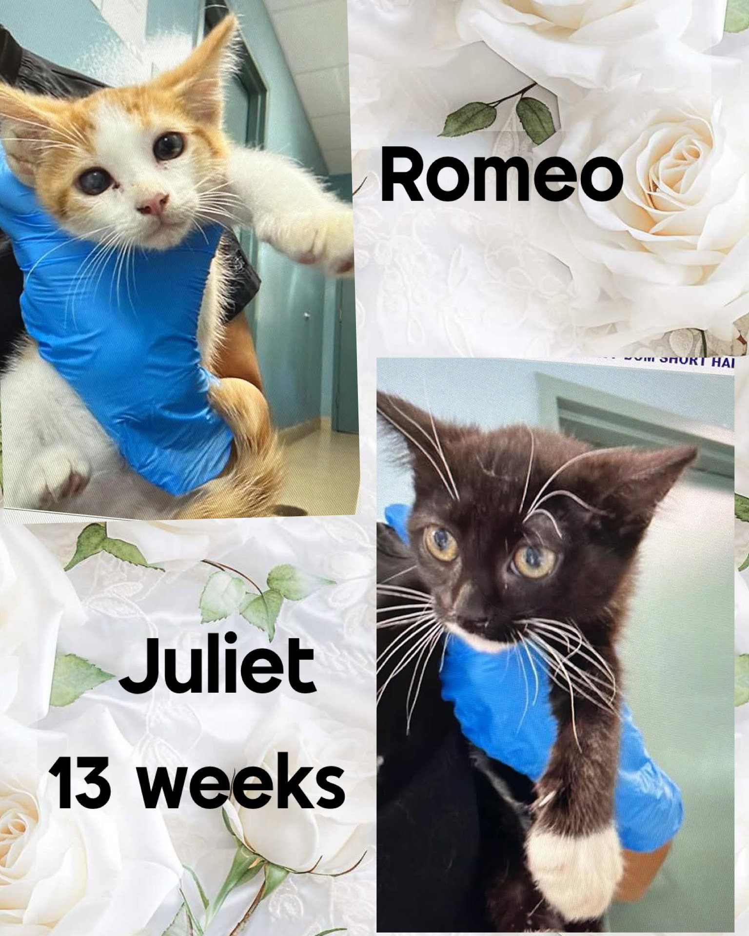 ROMEO Image