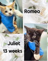 ROMEO - Photo 1