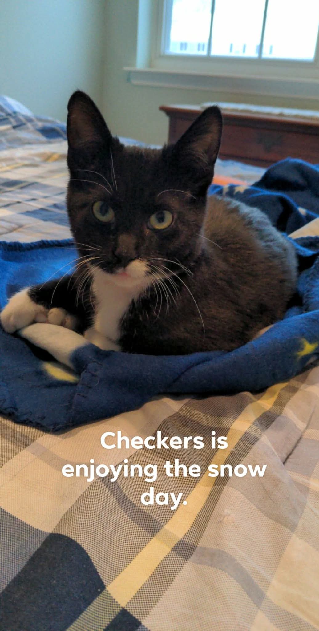 CHECKERS Image