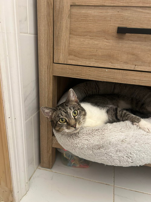PIZZA HUT - Domestic Short Hair available for adoption