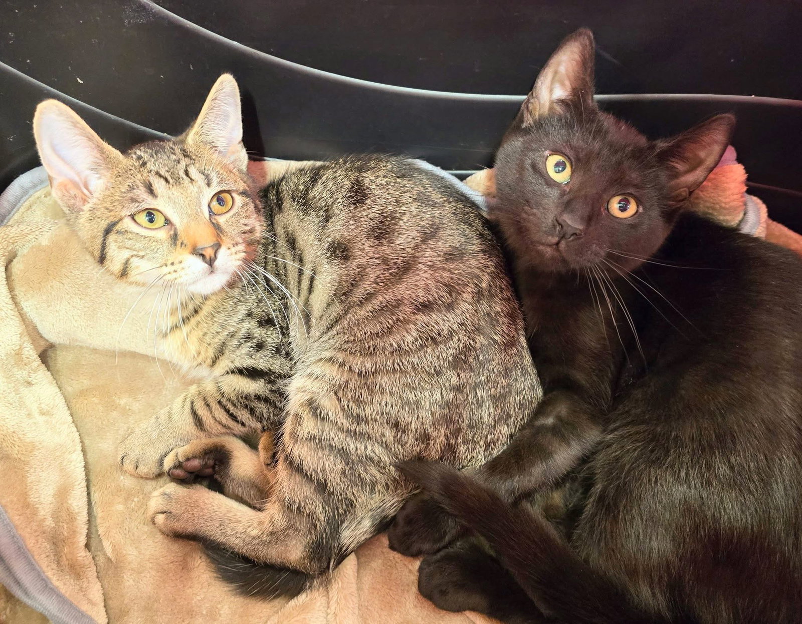 BOXER and DOBERMAN Image