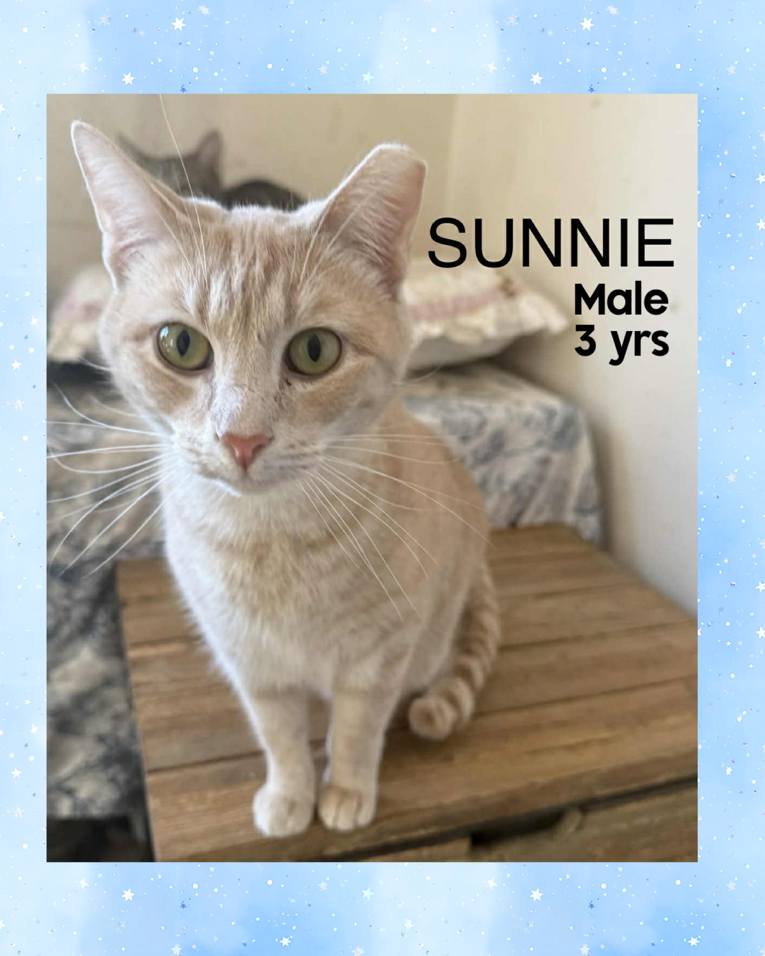 SUNNIE Image
