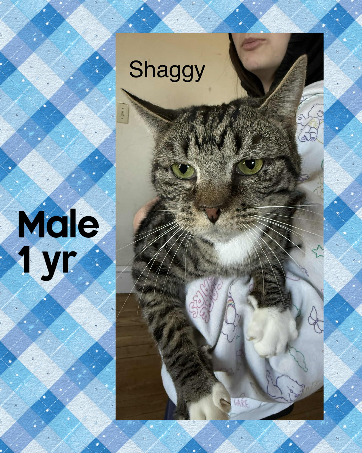 SHAGGY Image
