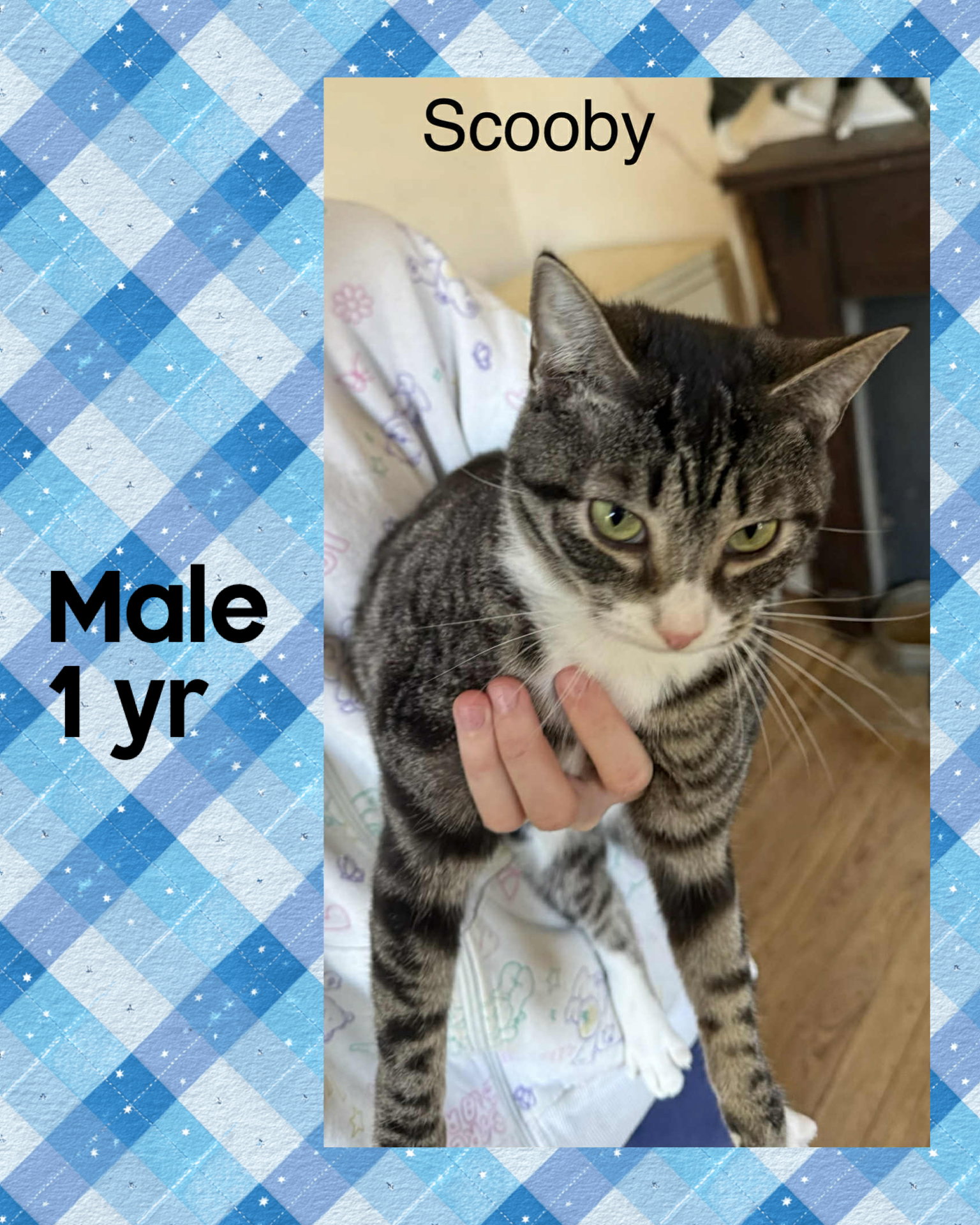 SCOOBY Image