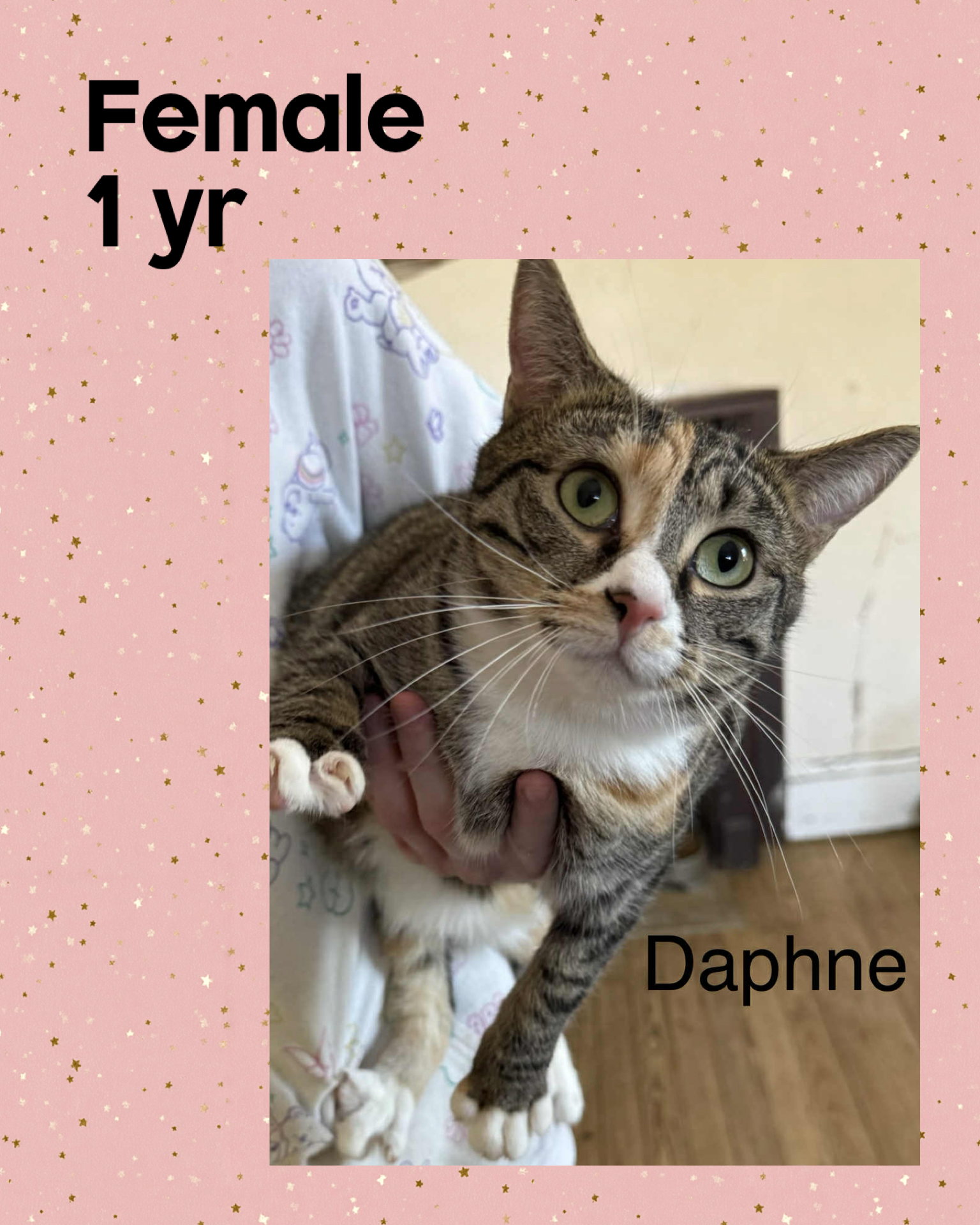 DAPHNE Image