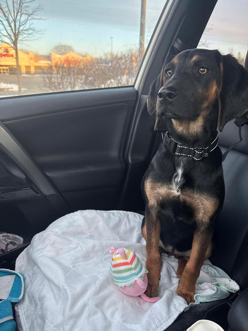 STEVIE - Hound / Shepherd available for adoption