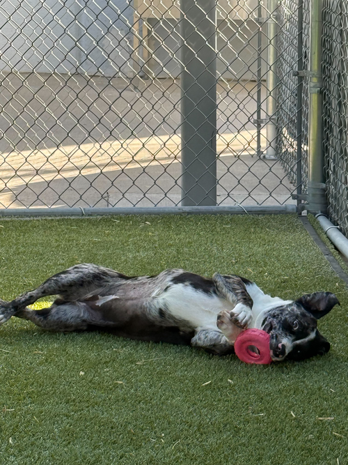DAPHNE - Catahoula Leopard Dog available for adoption