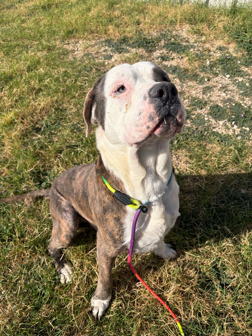 BIG BOY - American Pit Bull Terrier available for adoption