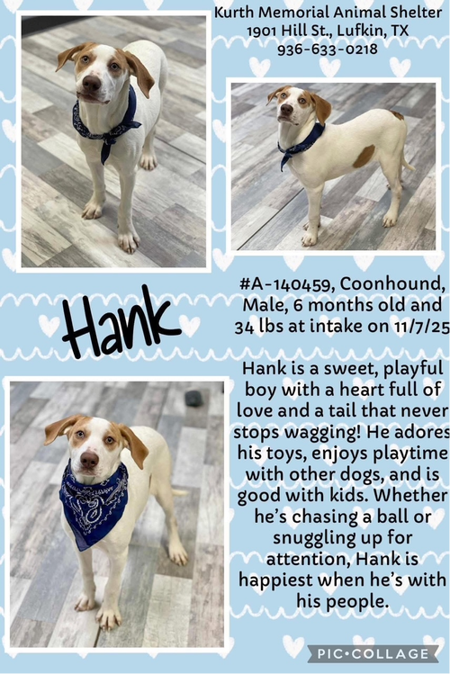 HANK - Hound available for adoption