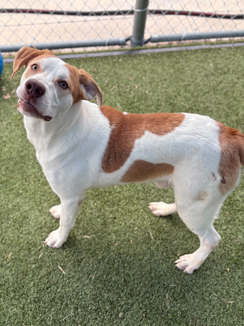HANK - Hound available for adoption