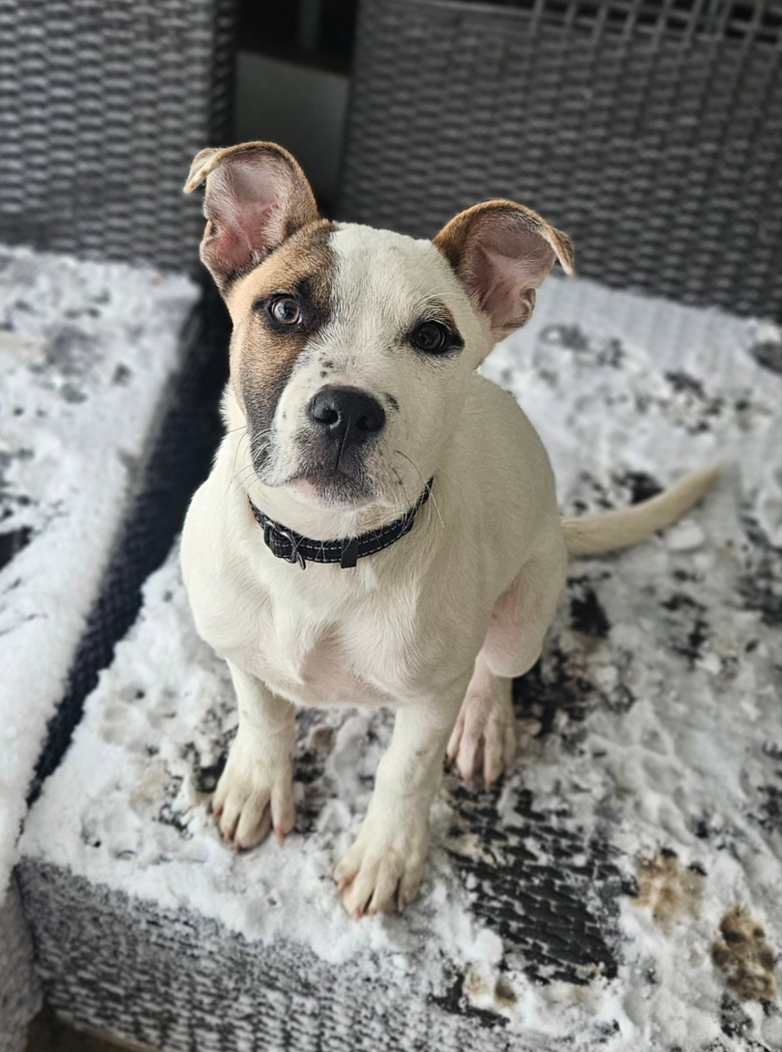 TYSON