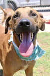 SAMSON - Photo 4