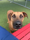 SAMSON - Photo 1