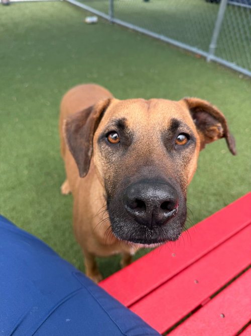 SAMSON - Hound available for adoption