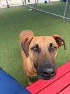 SAMSON - Photo 2