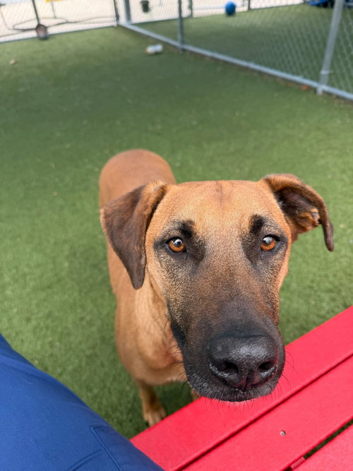 SAMSON - Hound available for adoption
