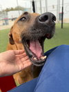 SAMSON - Photo 3