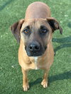 SAMSON - Photo 5