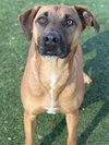 SAMSON - Photo 6