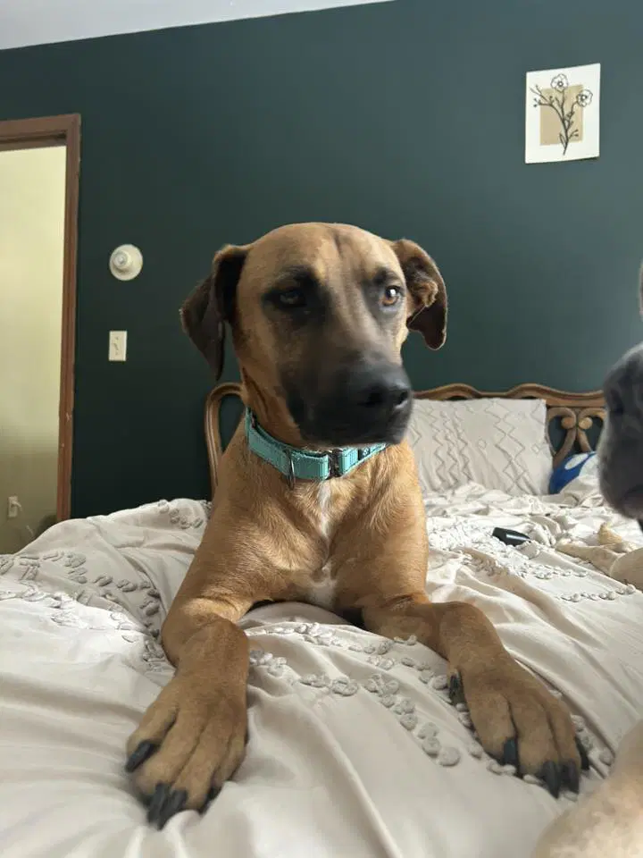 Samson - Hound
