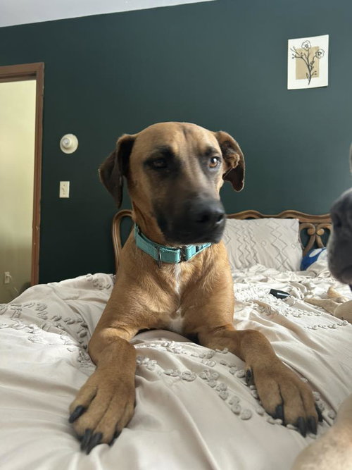 SAMSON, an adoptable Hound in Holbrook , NY