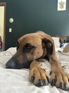 SAMSON - Photo 2