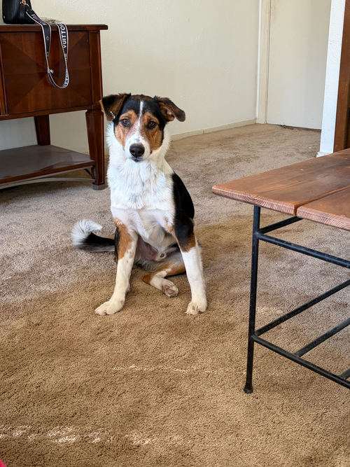 MATER - Hound available for adoption