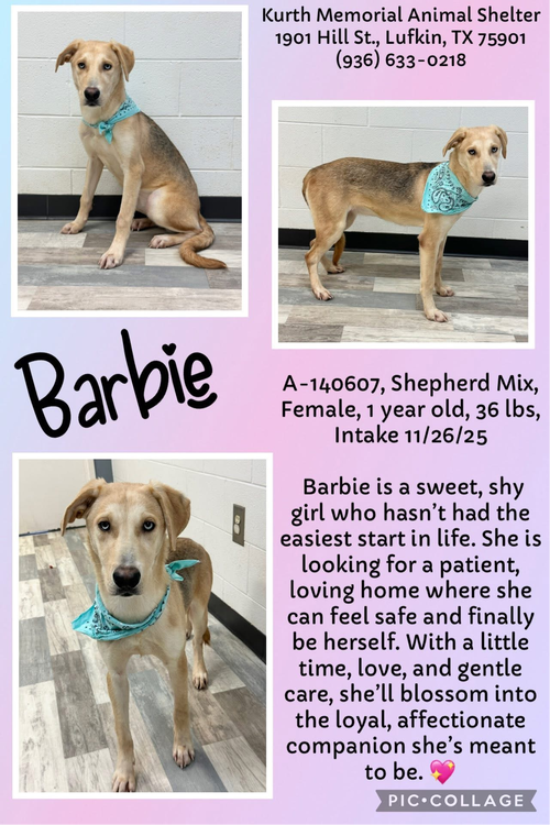 BARBIE - Shepherd available for adoption