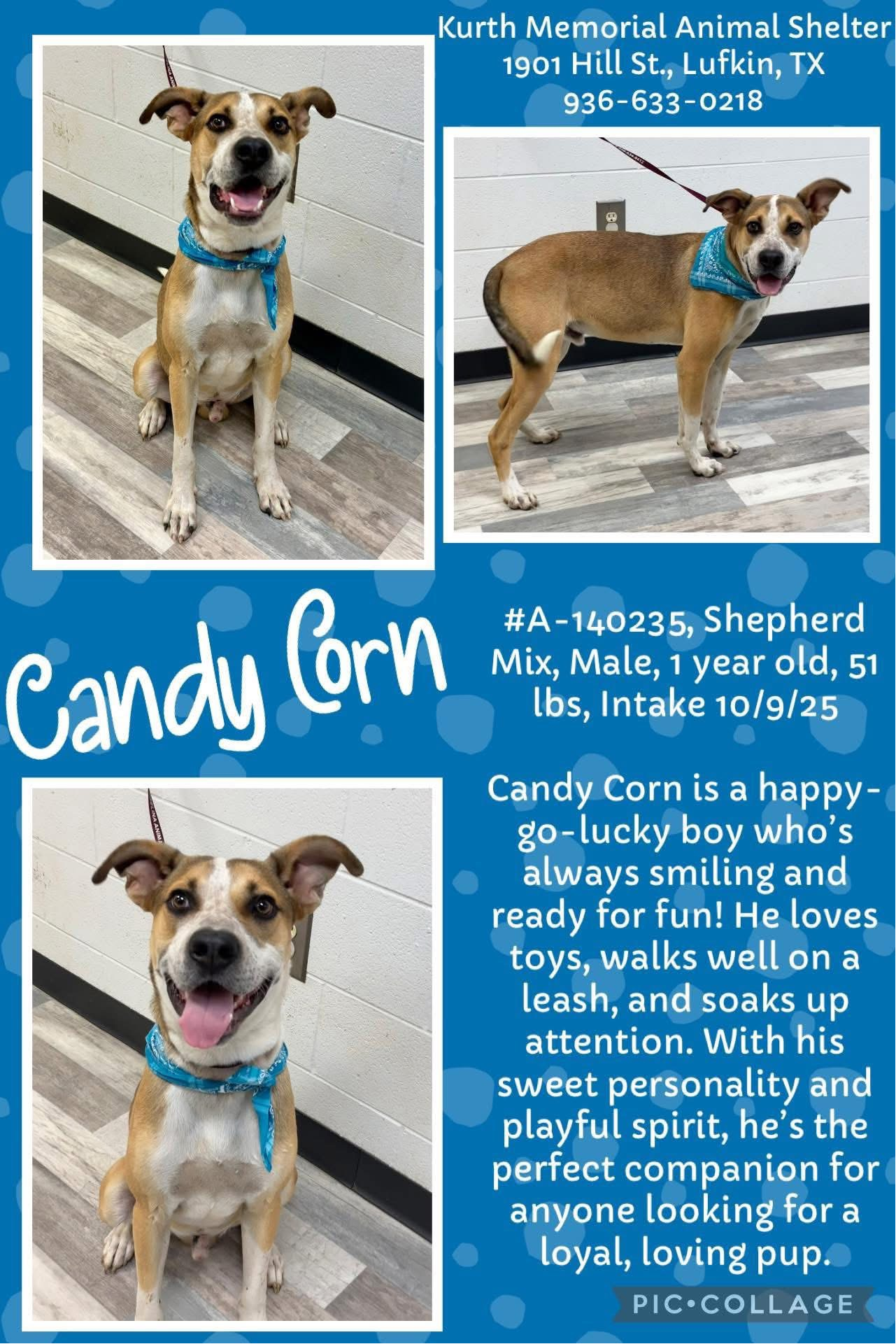 CANDY CORN Image