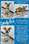 CANDY CORN - Photo 1