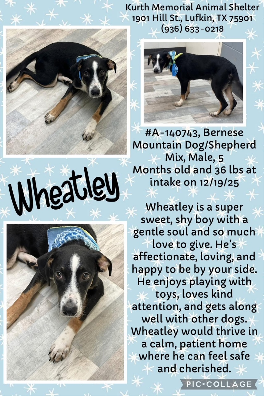 WHEATLEY Image