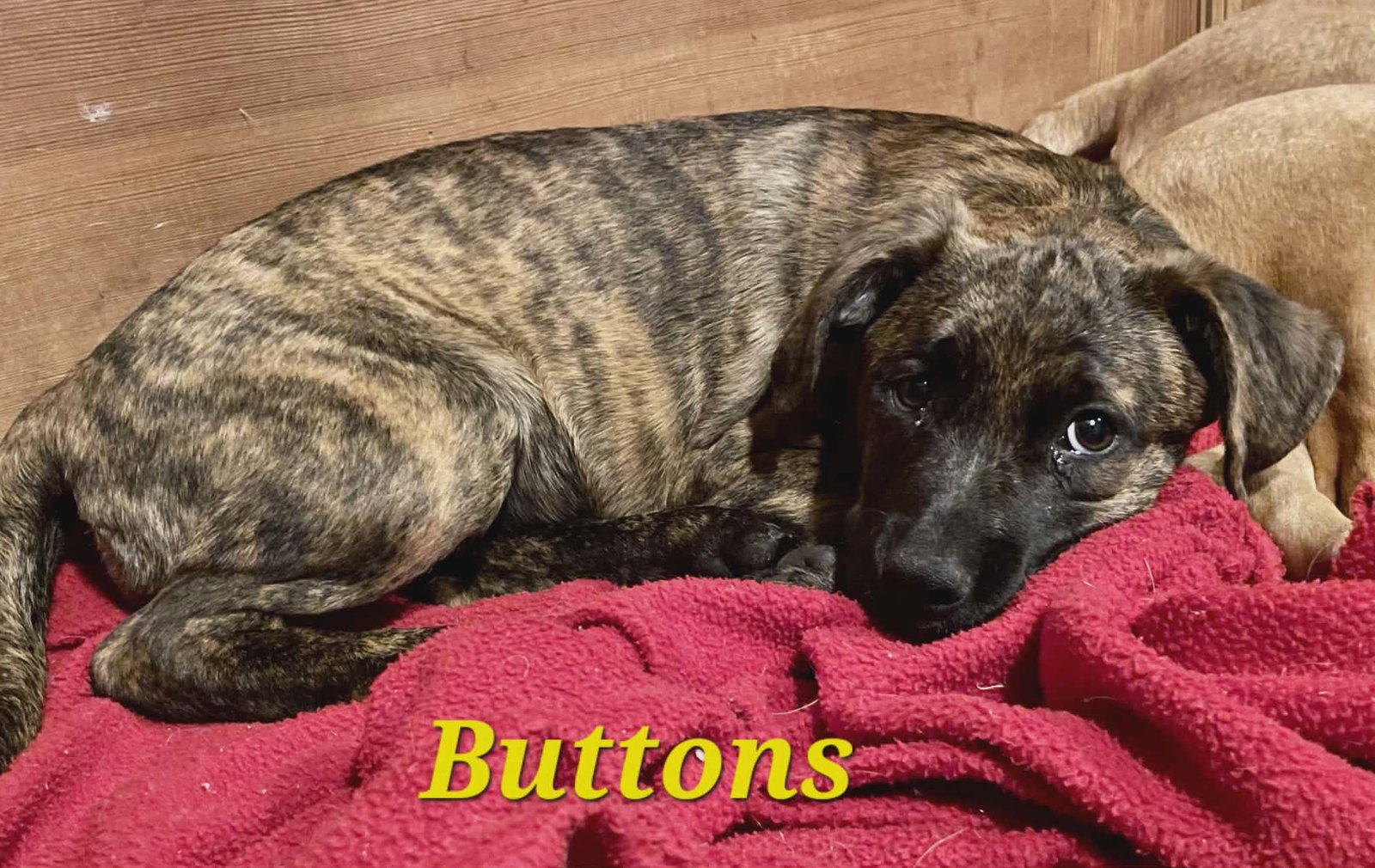 BUTTONS Image