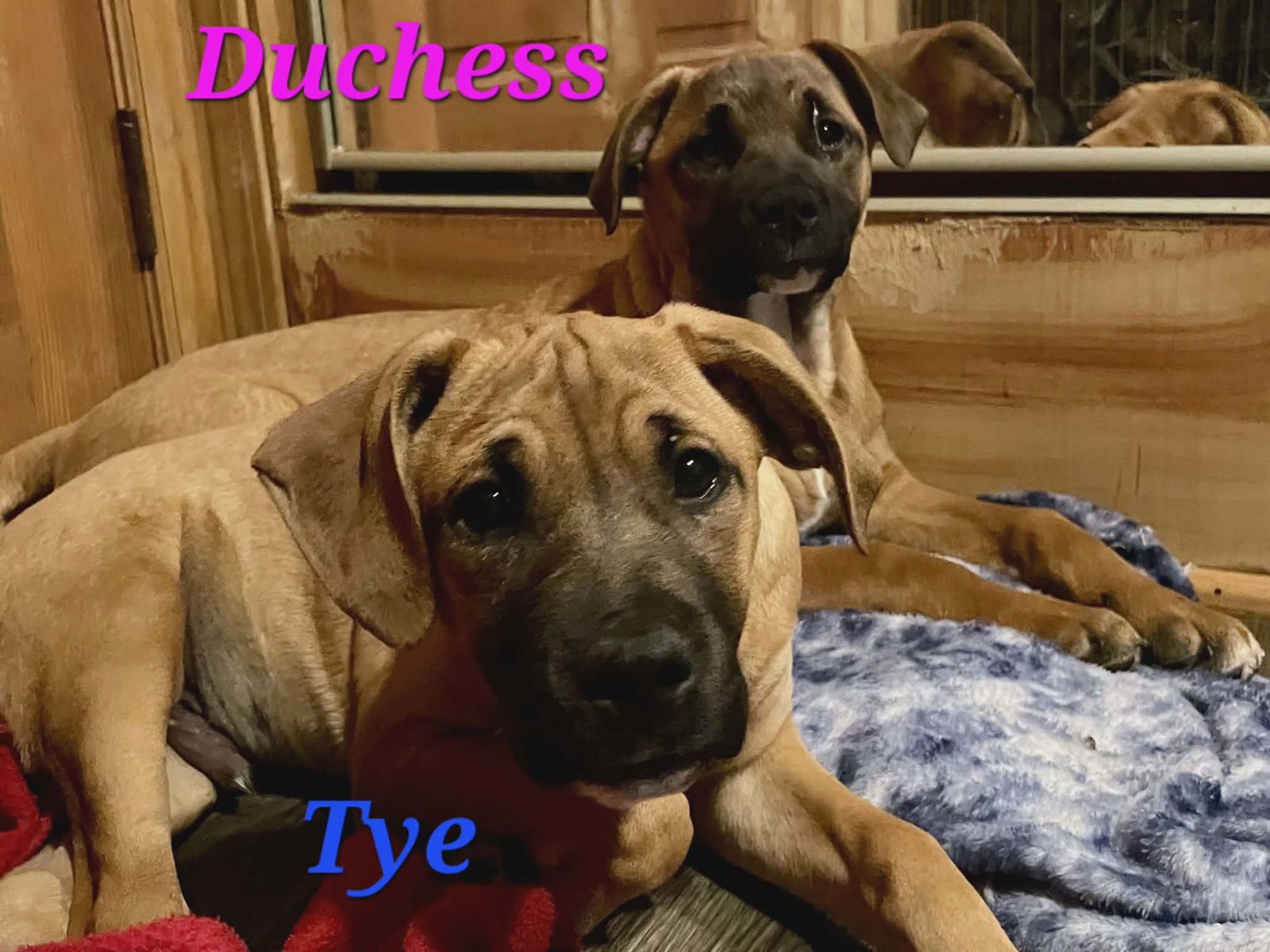 DUCHESS Image