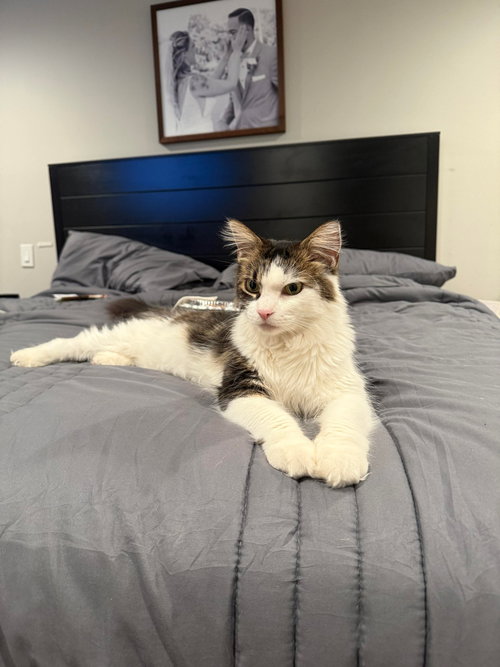 LILY - Domestic Long Hair available for adoption