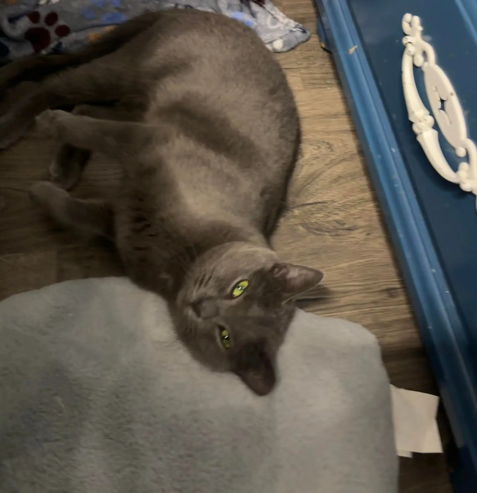 Angie image 2