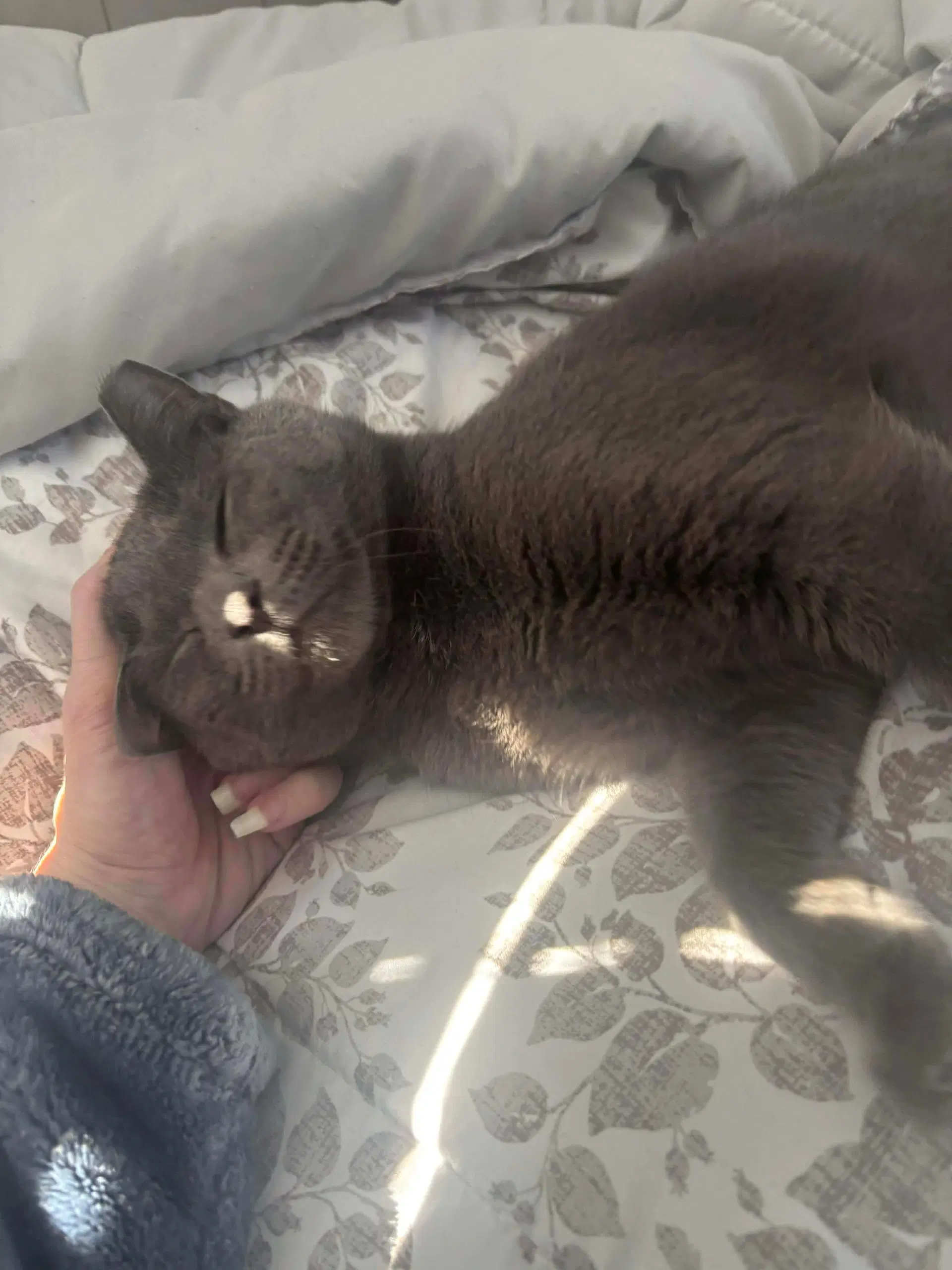 Angie - Domestic Short Hair