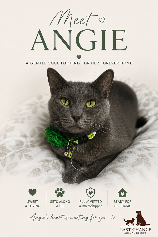 ANGIE