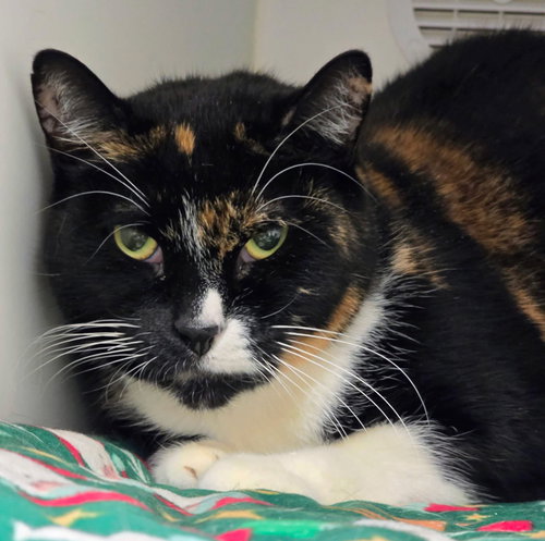 ELENA - Domestic Short Hair available for adoption