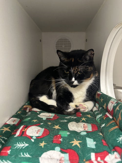 ELENA - Domestic Short Hair available for adoption