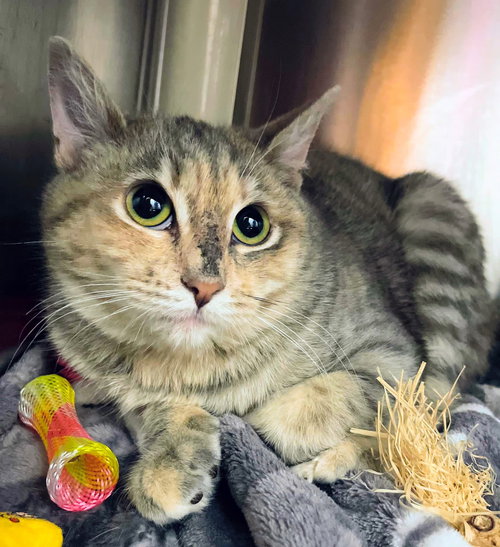 BLUSH, Young Domestic Short Hair / Mixed (short coat), cat for adoption in Valley Stream, New York