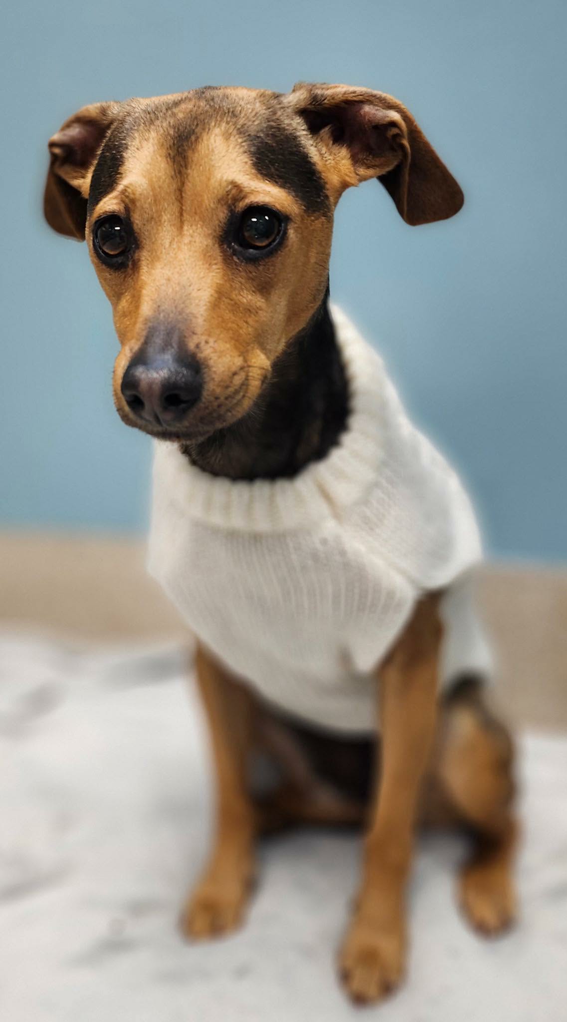 TRIXIE Image