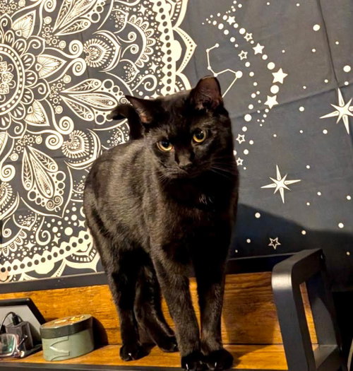 SUN, Adult Domestic Short Hair / Mixed (short coat), cat for adoption in Holbrook , New York