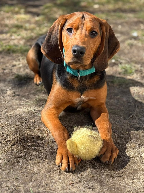 BIRDIE, an adoptable Hound in Holbrook , NY