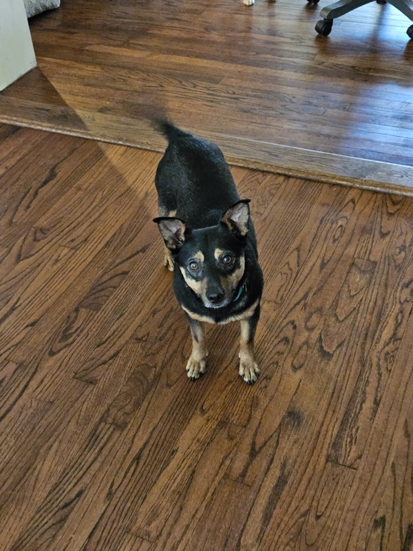CHICO