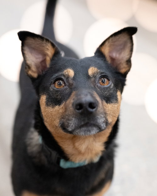 Chico, Miniature Pinscher / Mixed (short coat)