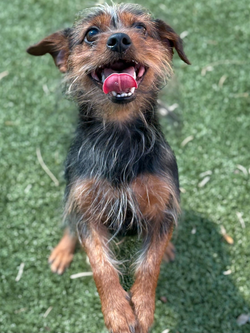 BARKBOA, an adoptable Yorkshire Terrier Yorkie in Holbrook , NY